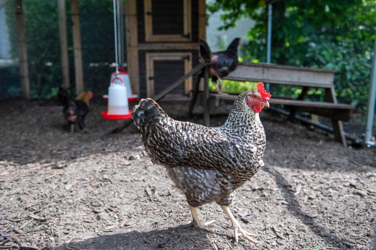 Bed & Breakfast Het Vinkenest Nijverdal Zewnętrze zdjęcie